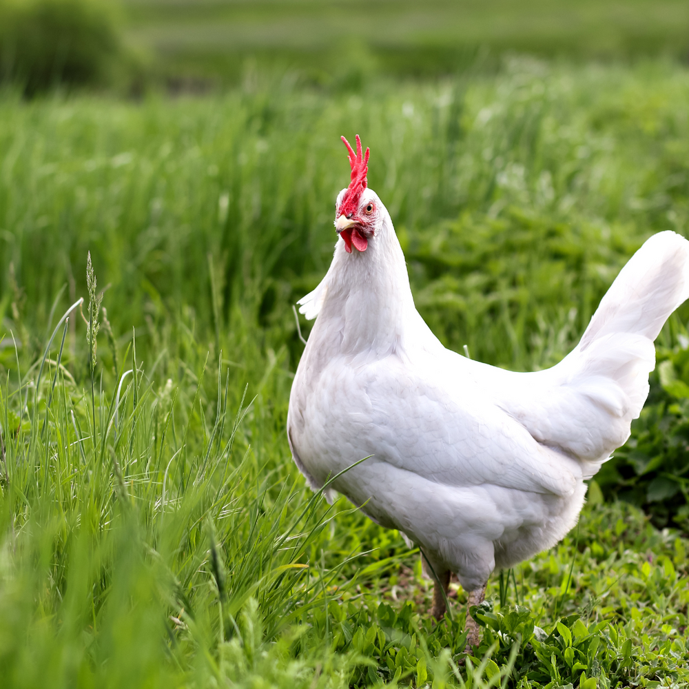 5 Reasons Why You Should Be Eating Pasture-Raised Chicken for Better Health